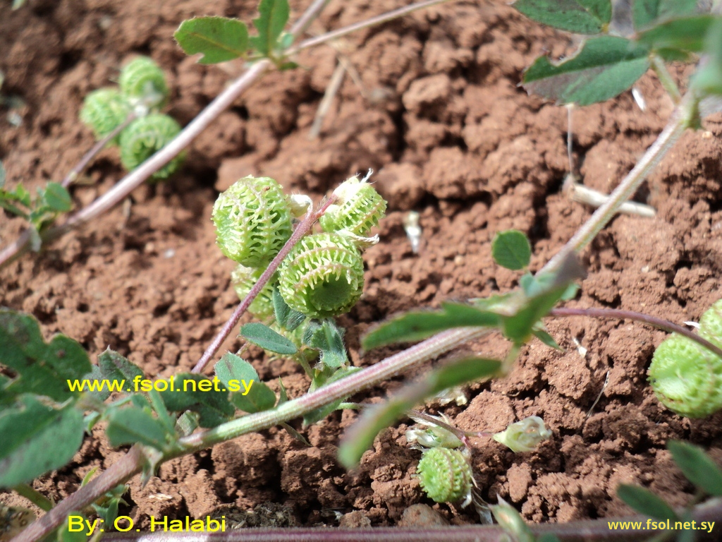 Medicago rotata Boiss.